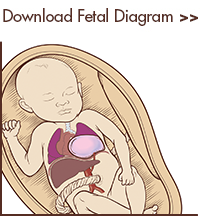 IMG-fetalthumb-lungmalformations-2013